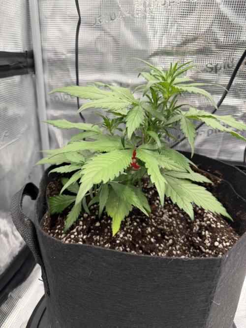 You're the berry best!. Week 4