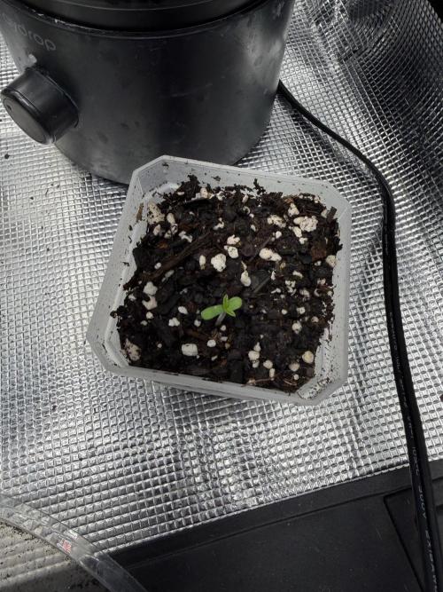 Black diamond ( Zamnesia ). Week 0