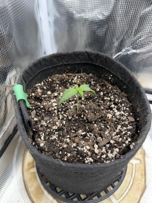 Trop cherry ( indoor ). Week 1