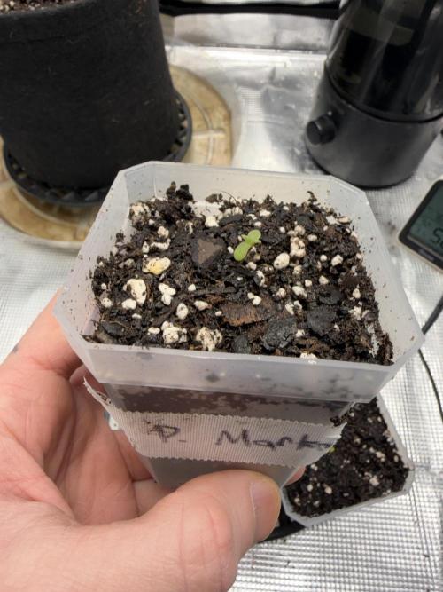 Permanent Marker. Week 0