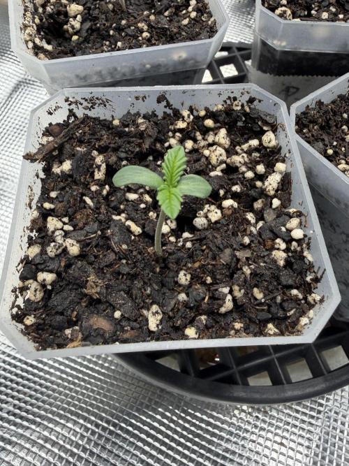 Black diamond ( Zamnesia ). Week 0