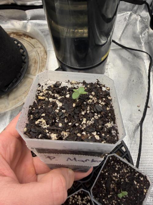 Permanent Marker. Week 0