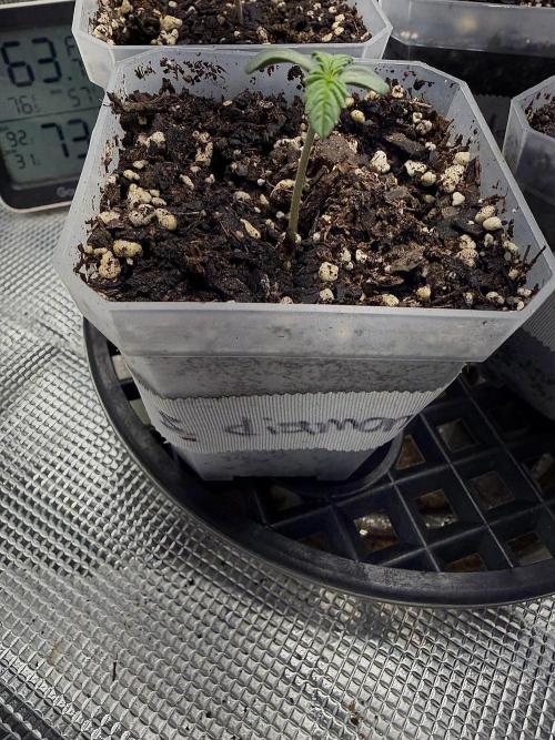 Black diamond ( Zamnesia ). Week 1