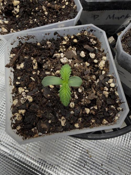 Black diamond ( Zamnesia ). Week 1