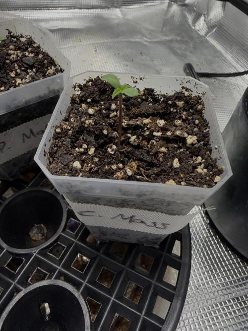 Critical mass by zamnesia. Week 1