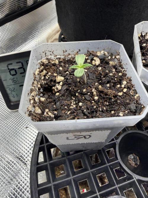 LSD 2x2 (budget tent). Week 1