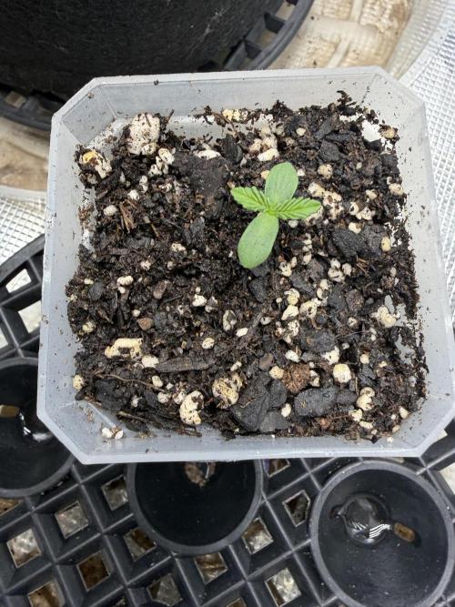 Permanent Marker. Week 1