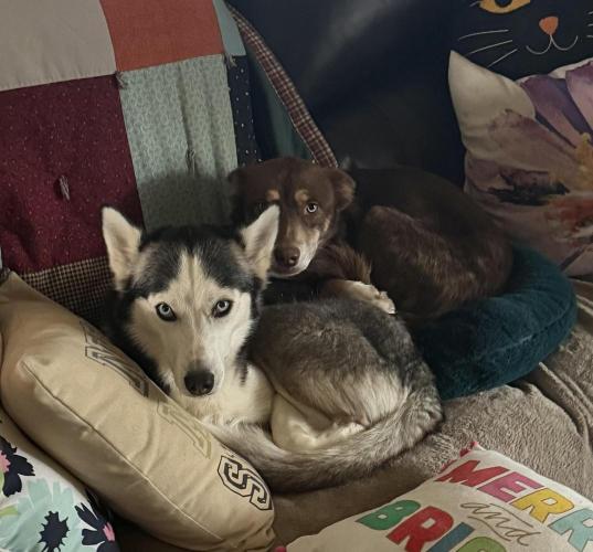 Black diamond ( Zamnesia ). Week 1