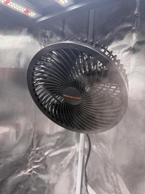 Black diamond ( Zamnesia ). Week 1