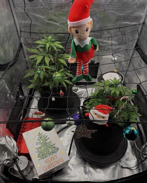 Banana Purple Punch Auto (RF3). Week 5