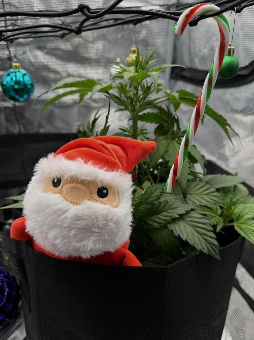 Banana Purple Punch Auto (RF3). Week 5