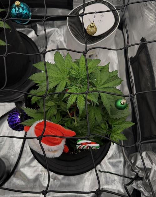 Banana Purple Punch Auto (RF3). Week 5