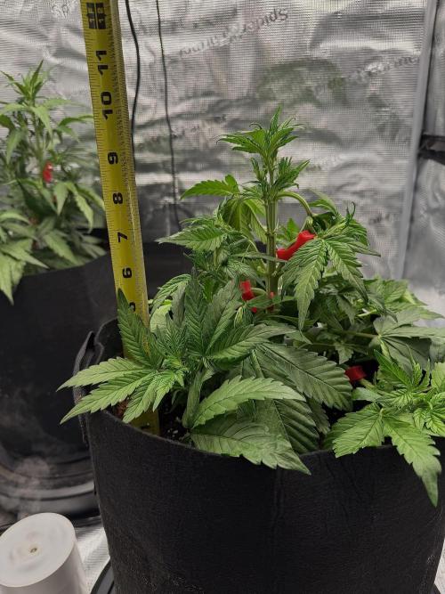 Banana Purple Punch Auto (RF3). Week 5