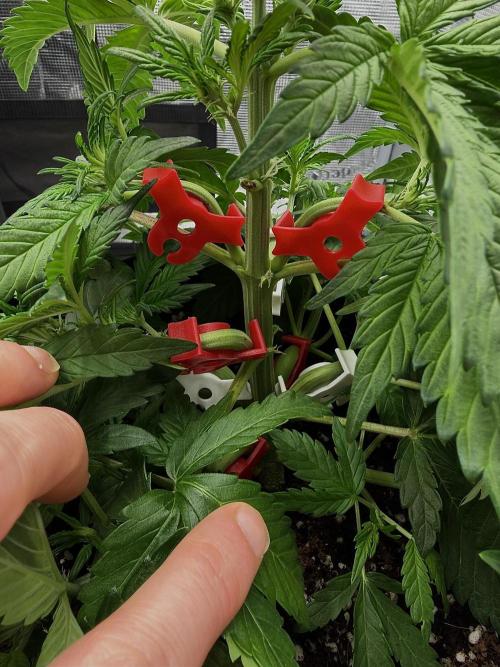 Banana Purple Punch Auto (RF3). Week 5