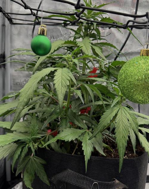 You're the berry best!. Week 5