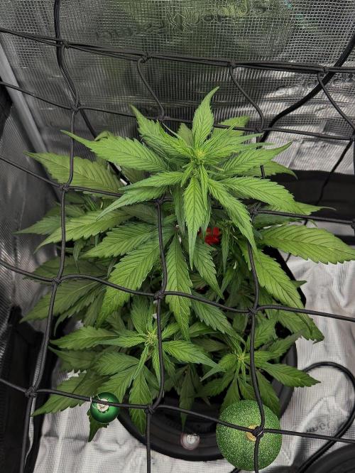 You're the berry best!. Week 5