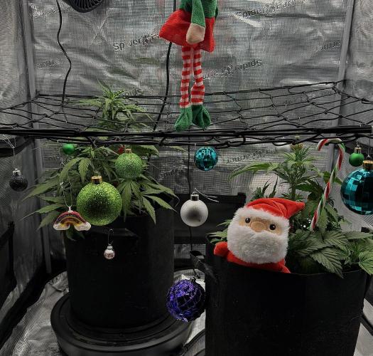 You're the berry best!. Week 5