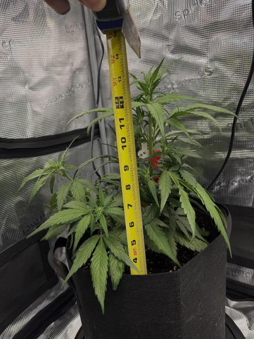 You're the berry best!. Week 5