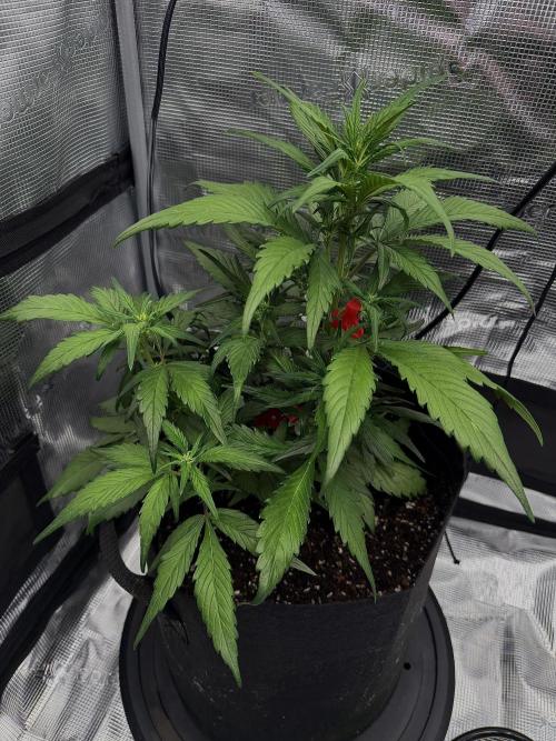 You're the berry best!. Week 5