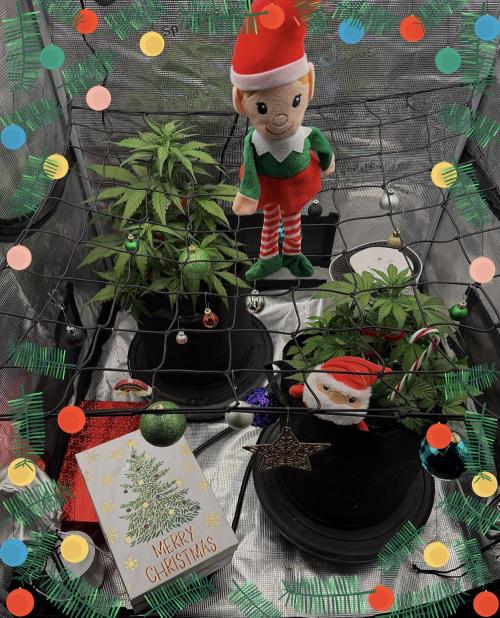 Banana Purple Punch Auto (RF3). Week 5