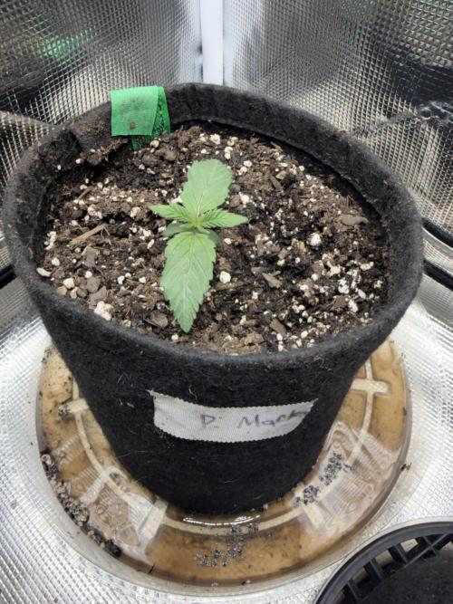 Permanent Marker. Week 2