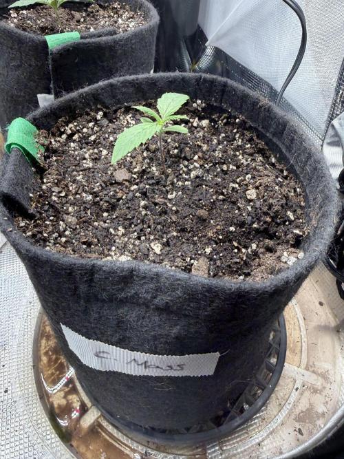 Critical mass by zamnesia. Week 2