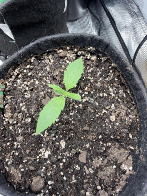 Critical mass by zamnesia. Week 2