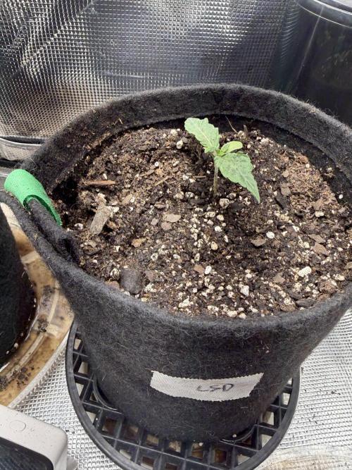 LSD 2x2 (budget tent). Week 2