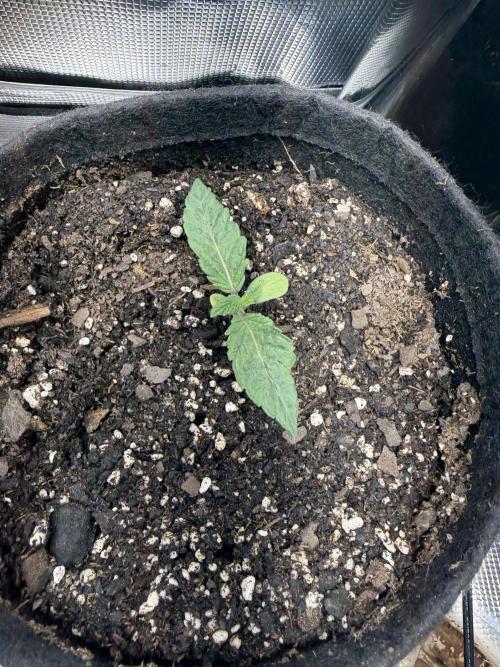 LSD 2x2 (budget tent). Week 2