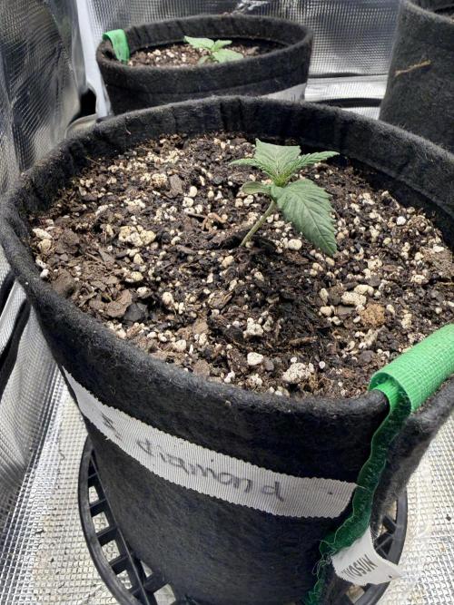 Black diamond ( Zamnesia ). Week 2