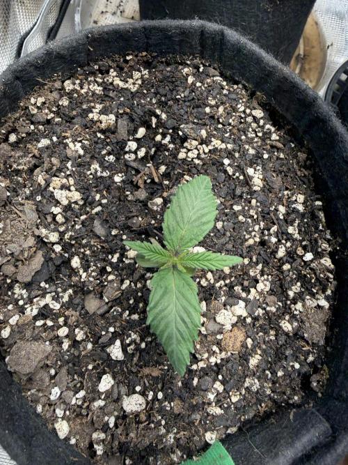 Black diamond ( Zamnesia ). Week 2