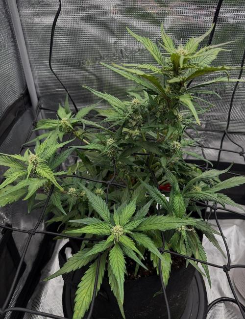 You're the berry best!. Week 6