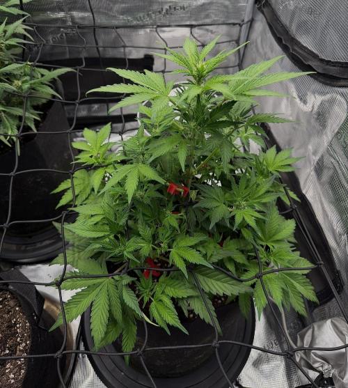 Banana Purple Punch Auto (RF3). Week 6