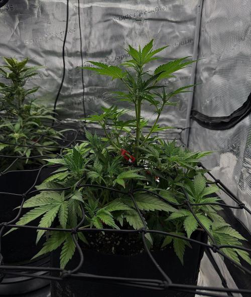 Banana Purple Punch Auto (RF3). Week 6