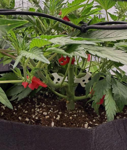 Banana Purple Punch Auto (RF3). Week 6