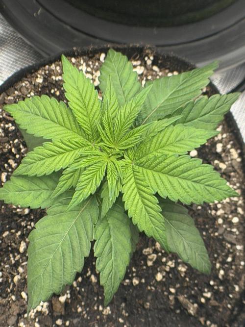 Trop cherry ( indoor ). Week 4