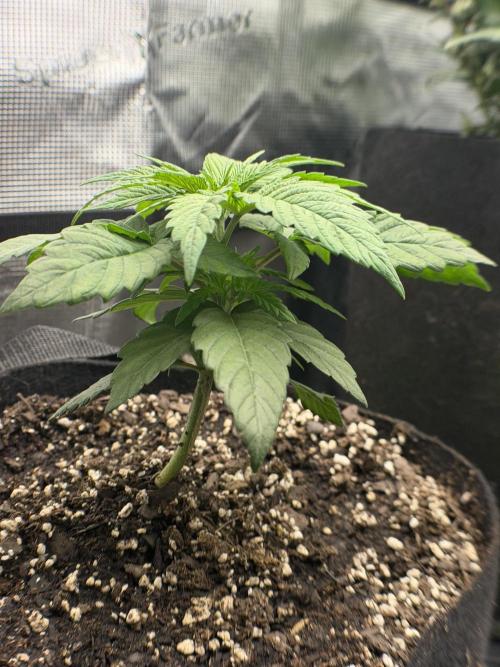 Trop cherry ( indoor ). Week 4