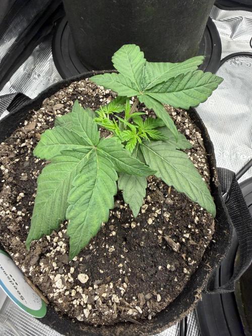 Trop cherry ( indoor ). Week 4