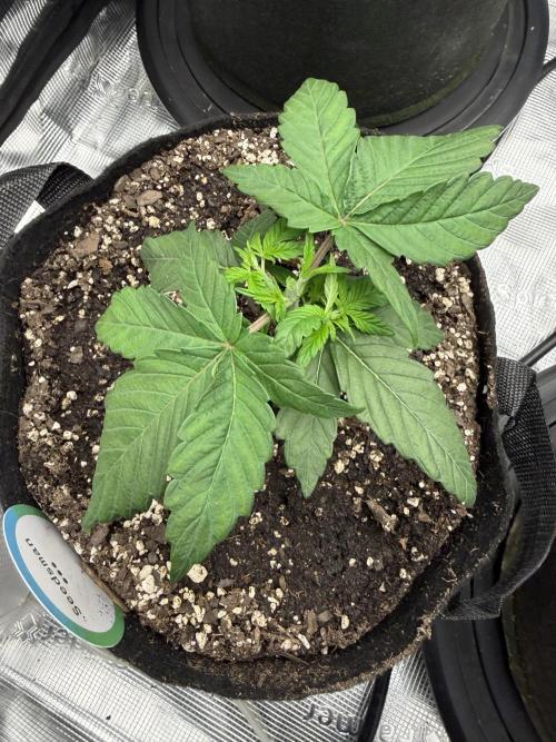 Trop cherry ( indoor ). Week 4