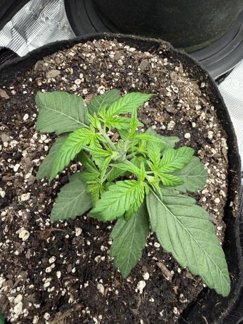 Trop cherry ( indoor ). Week 4