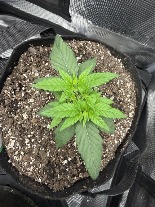 Trop cherry ( indoor ). Week 4