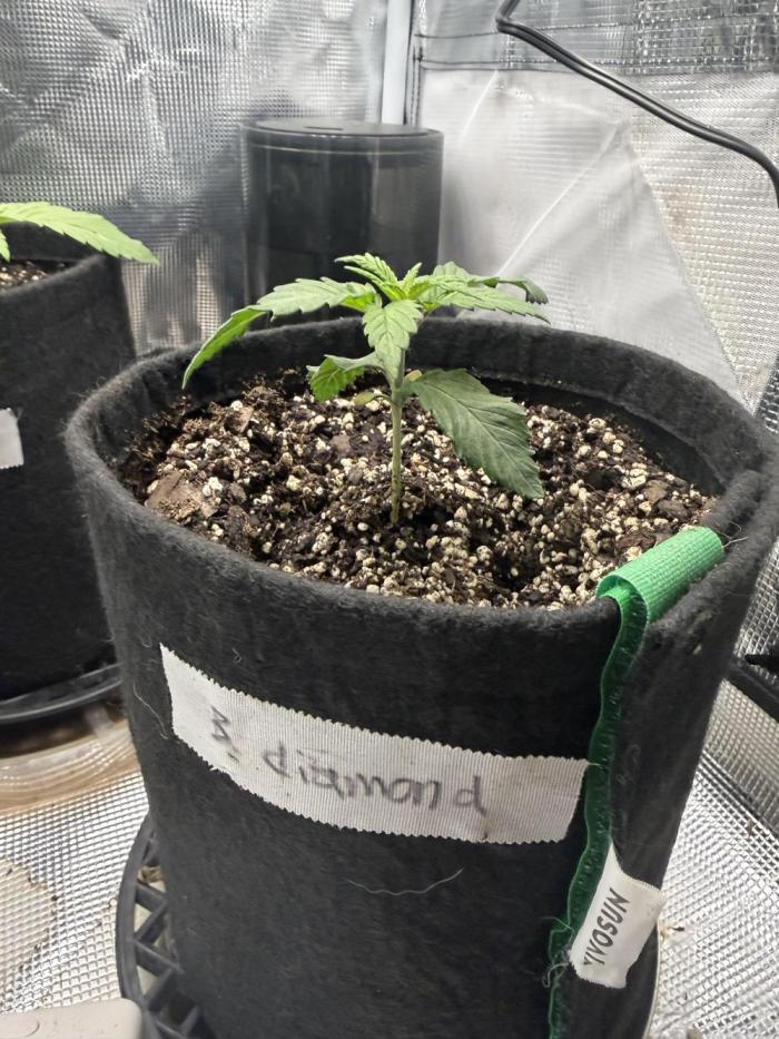 Black diamond ( Zamnesia ). Week 3