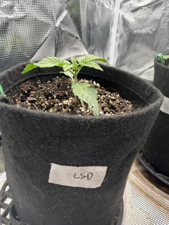 LSD 2x2 (budget tent). Week 3