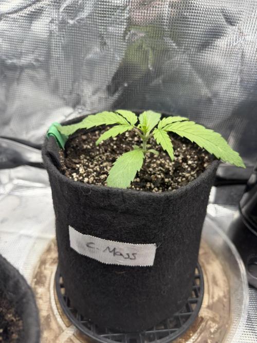 Critical mass by zamnesia. Week 3