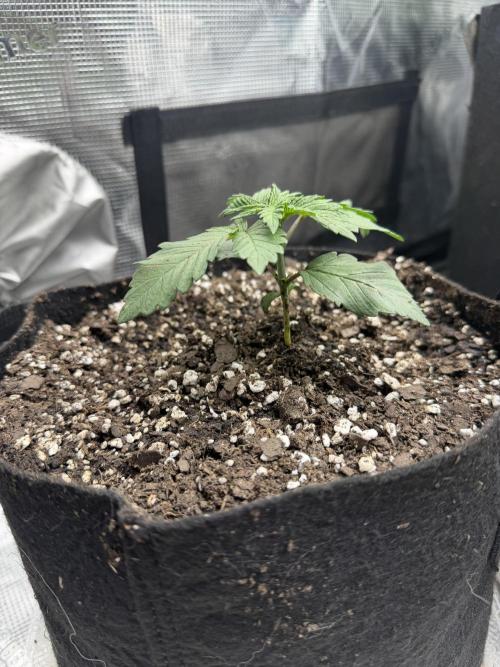 Permanent Marker. Week 3