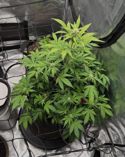 Banana Purple Punch Auto (RF3). Week 7