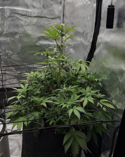 Banana Purple Punch Auto (RF3). Week 7