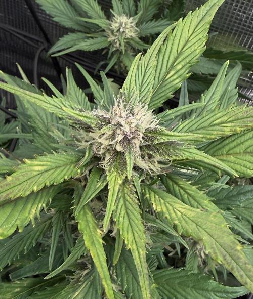 You're the berry best!. Week 7