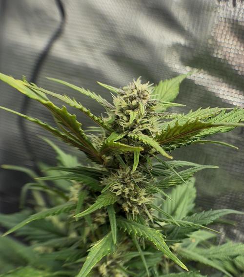 You're the berry best!. Week 7