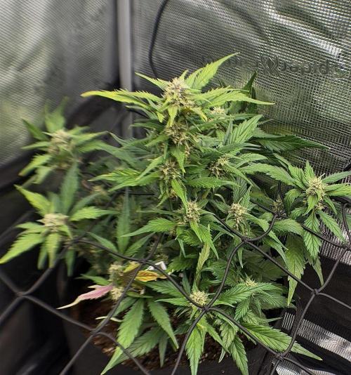 You're the berry best!. Week 7